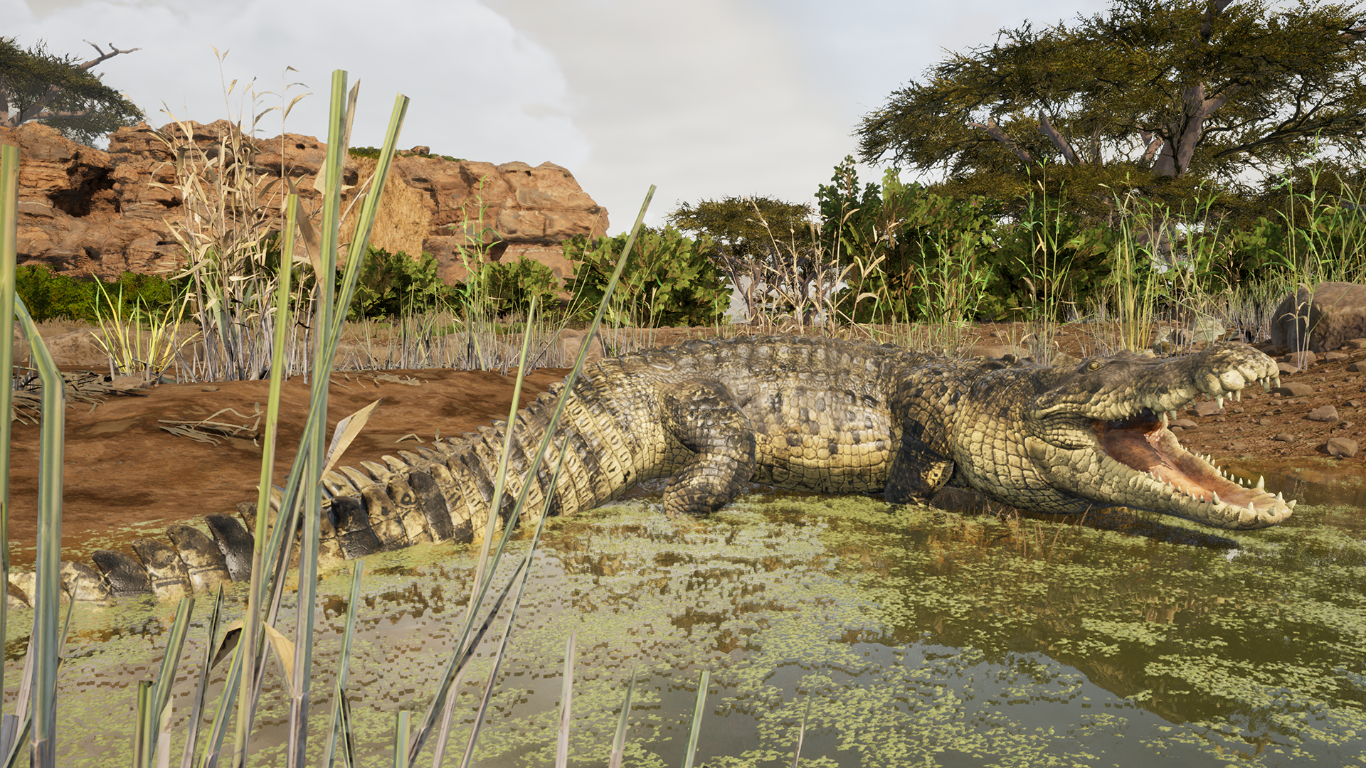 Crocodile Gameplay